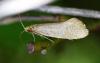 Nematopogon sp.